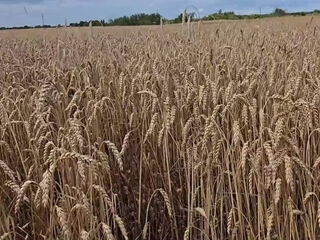 A really erotic porn with a model in a field