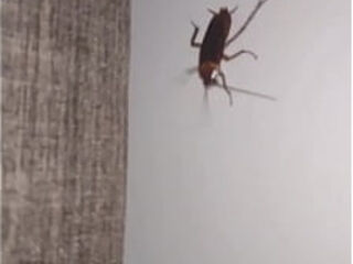 Barata ao som de kurt cobain de fundo