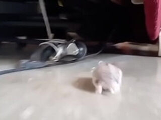 Un pinchi hamster todo bonito