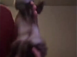 Weasel Dancing