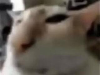 El queque no vea este video es gay Я