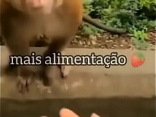 Doutor fran   macacos sem doutor fran meme