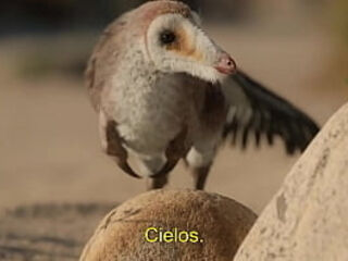 Planeta Prehist&oacute_rico